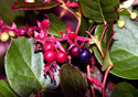 Gaultheria shallon